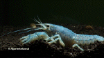 Im shop: Procambarus, Cherax, Cambarellus, Neocaridina, Caridina, Zubehör, Aquaristik