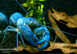 Cherax destructor albidus, blue pearl, Blauer australischer Flusskrebs