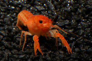 Procambarus clarkii orange, Jungtier