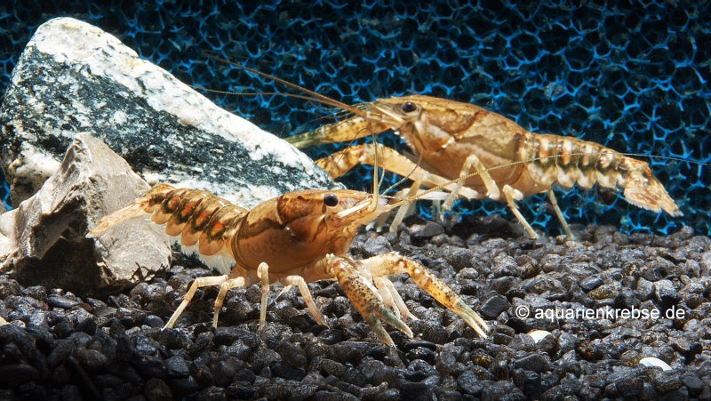 Procambarus clemmeri