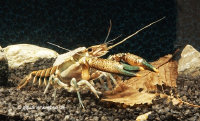 Procambarus versutus, Gemalter Flusskrebs