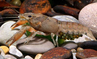 Procambarus cubensis cubensis, Kubakrebs