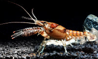 Procambarus spiculifer, Maikäferkrebs