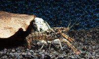 Procambarus enoplosternum