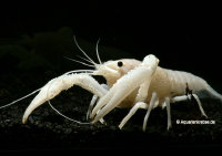 Procambarus clarkii white, Weisser Sumpfkrebs