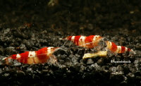 Crystal red, bee shrimp