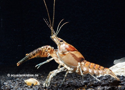 Procambarus spiculifer