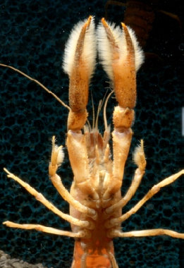 Procambarus llamasi, Yukatan Gelbbandkrebs, Flusskrebs mit behaarten Scheren