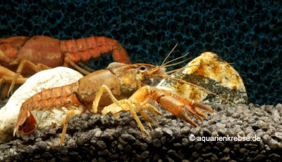 Procambarus llamasi, Yukatan Gelbbandkrebs