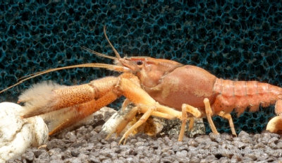 Procambarus llamasi, Yukatan Gelbbandkrebs