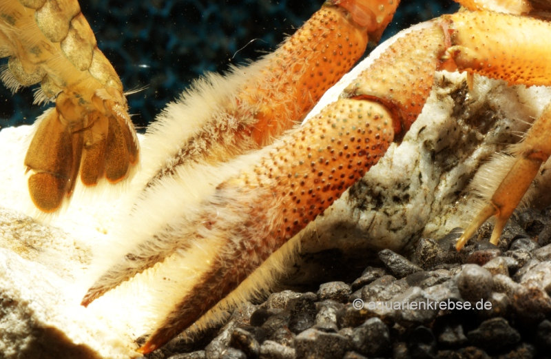 Procambarus Llamasi, Yukatan Gelbbandkrebs