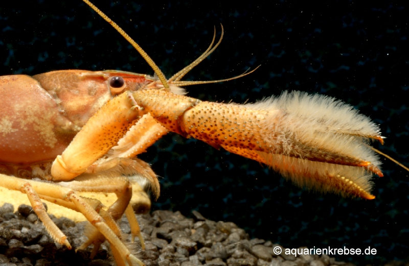 Procambarus Llamasi, Yukatan Gelbbandkrebs