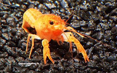Procambarus clarkii orange