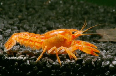 Cambarellus patzcuarensis var. orange, CPO, Zwergkrebs für das Aquarium