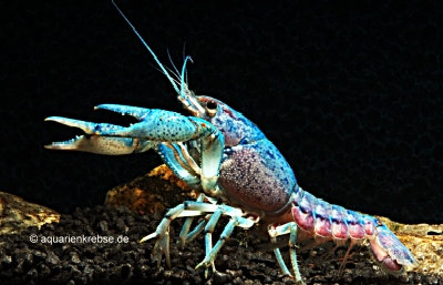 Procambarus alleni, Blauer Floridakrebs