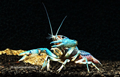 Procambarus alleni, Blauer Floridakrebs