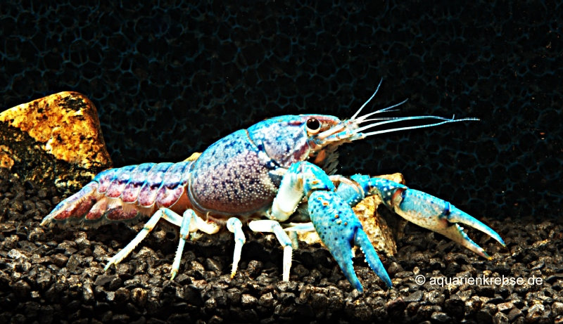 Procambarus alleni, Blauer Flusskrebs, Blauer Hummer