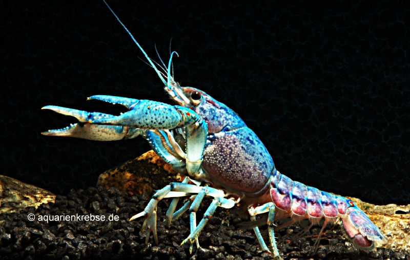 Procambarus alleni, Blauer Floridakrebs, Blauer Floridalobster, Florida Spiny Lobster