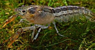 Zwergflusskrebs Cambarellus chapalanus