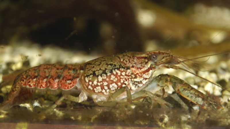 Marmorkrebs, Procambarus spec., marble crayfish