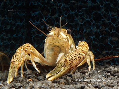 Procambarus natchitochae