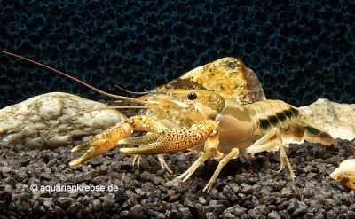 Procambarus natchitochae