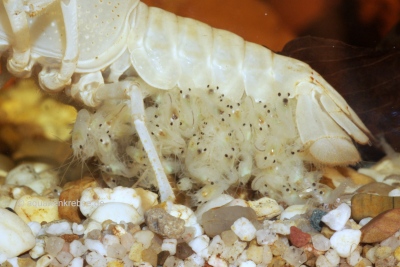 Procambarus clarkii white pearl